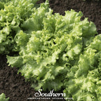 Green Ice Lettuce – 500 Seeds