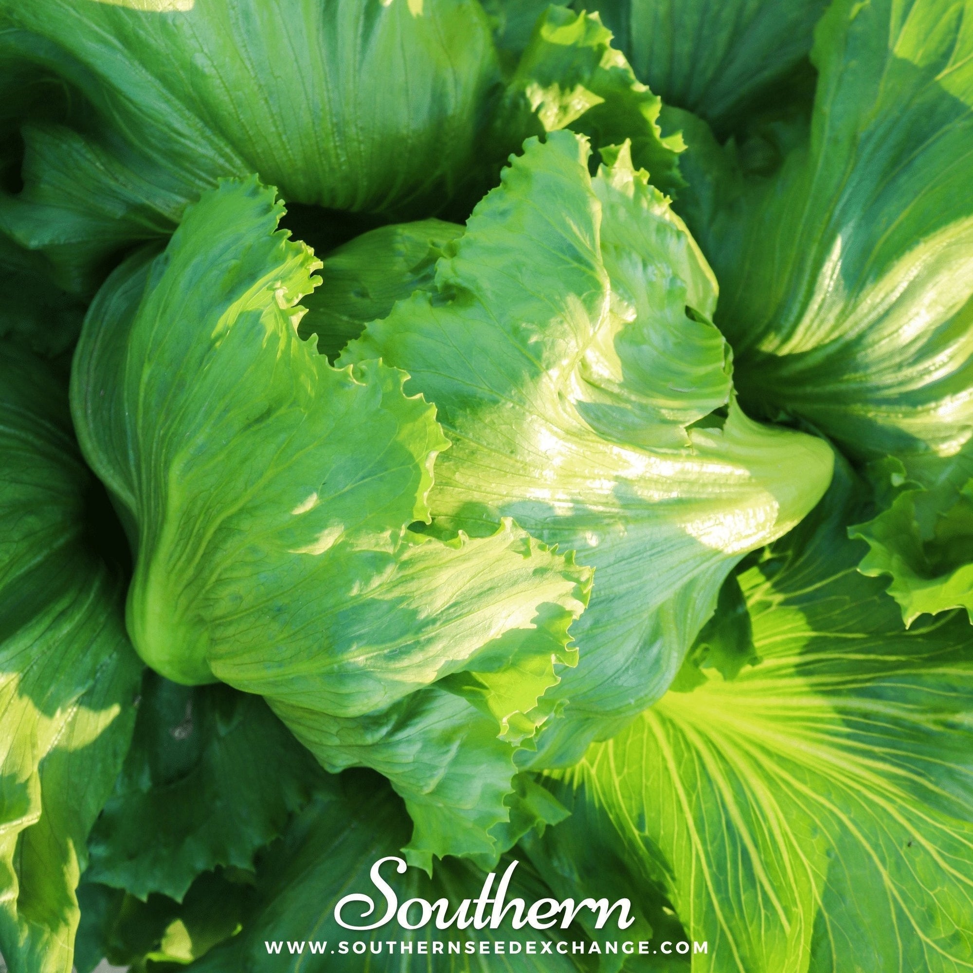 Iceberg Lettuce – 500 Seeds