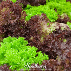Mesclun Mix Lettuce – 500 Seeds