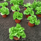 Tom Thumb Butterhead Lettuce – 500 Seeds