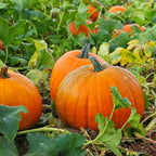 Pumpkin Seeds for Planting – Heirloom, Non-GMO Vegetable Garden Seeds for High Yield and Fast Germination
