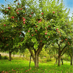 Paradise Apple Tree – 25 Seeds