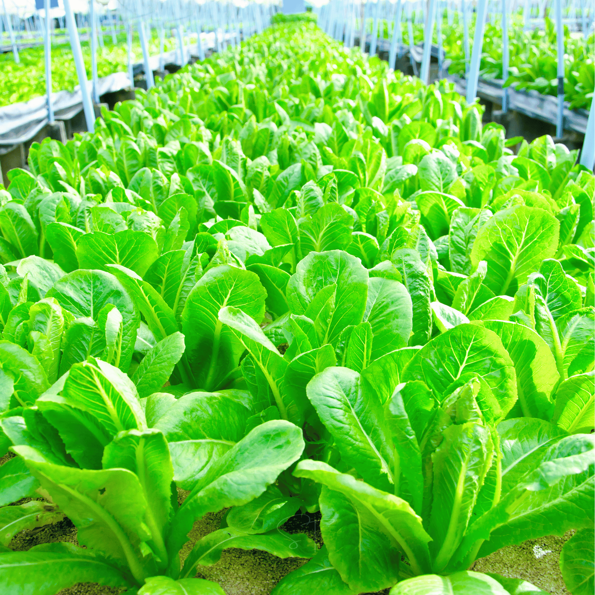 Parris Island Cos Lettuce – 500 Seeds