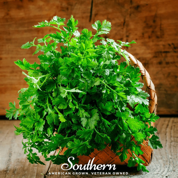 Italian Parsley – 200 Seeds