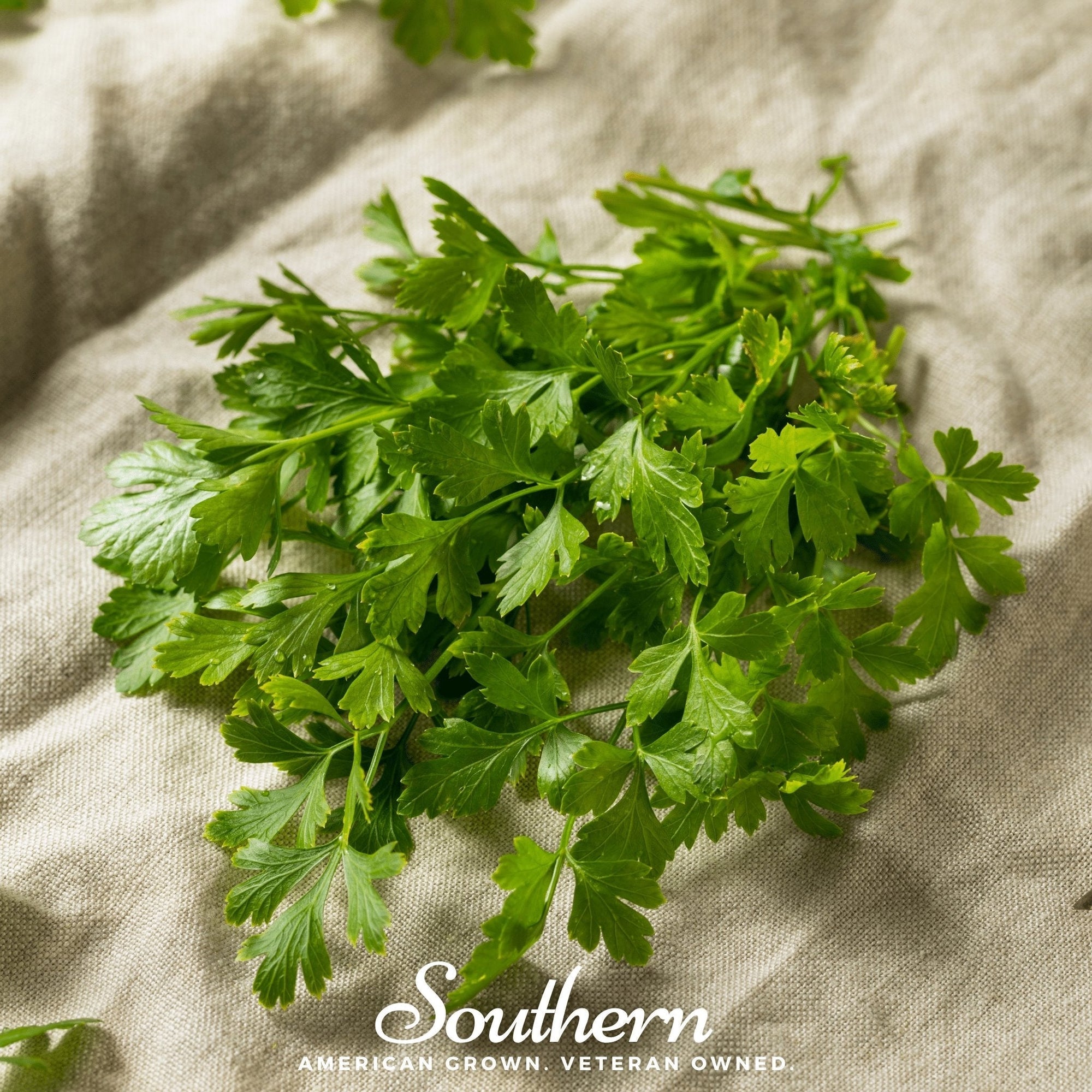 Italian Parsley – 200 Seeds