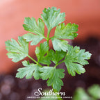 Italian Parsley – 200 Seeds