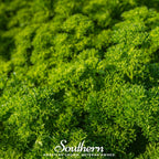 Triple Curled Parsley – 200 Seeds