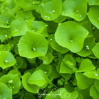 Winter Purslane, Miner’s Lettuce – 100 Seeds