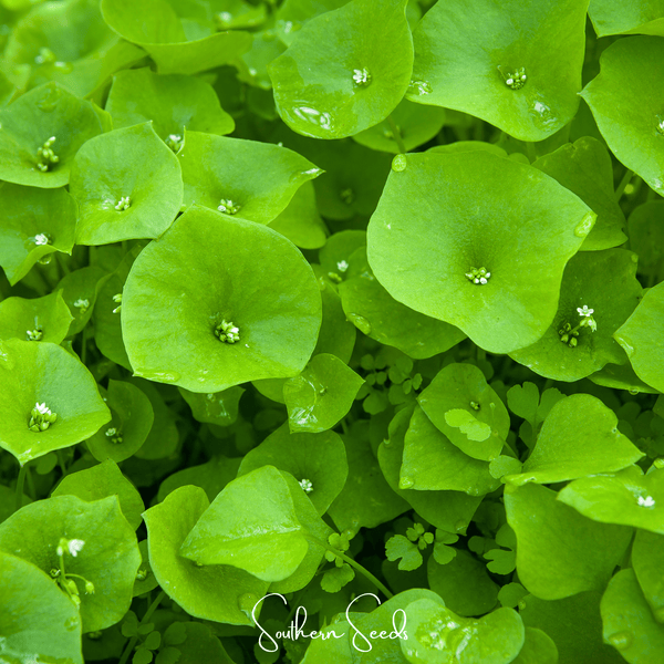 Winter Purslane, Miner’s Lettuce – 100 Seeds