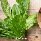 Giant Noble Spinach – 150 Seeds