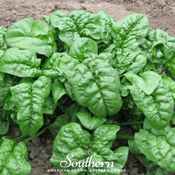 Giant Noble Spinach – 150 Seeds