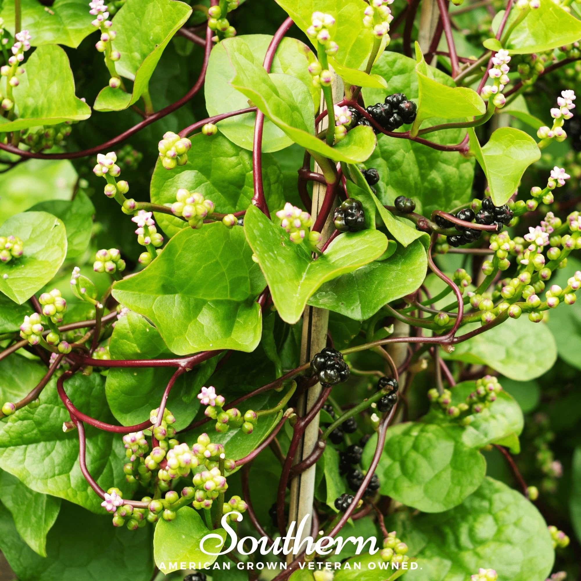 Malabar Green Spinach – 100 Seeds