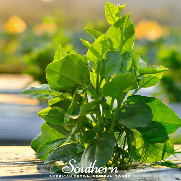 Malabar Green Spinach – 100 Seeds