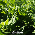 New Zealand Spinach – 30 Seeds