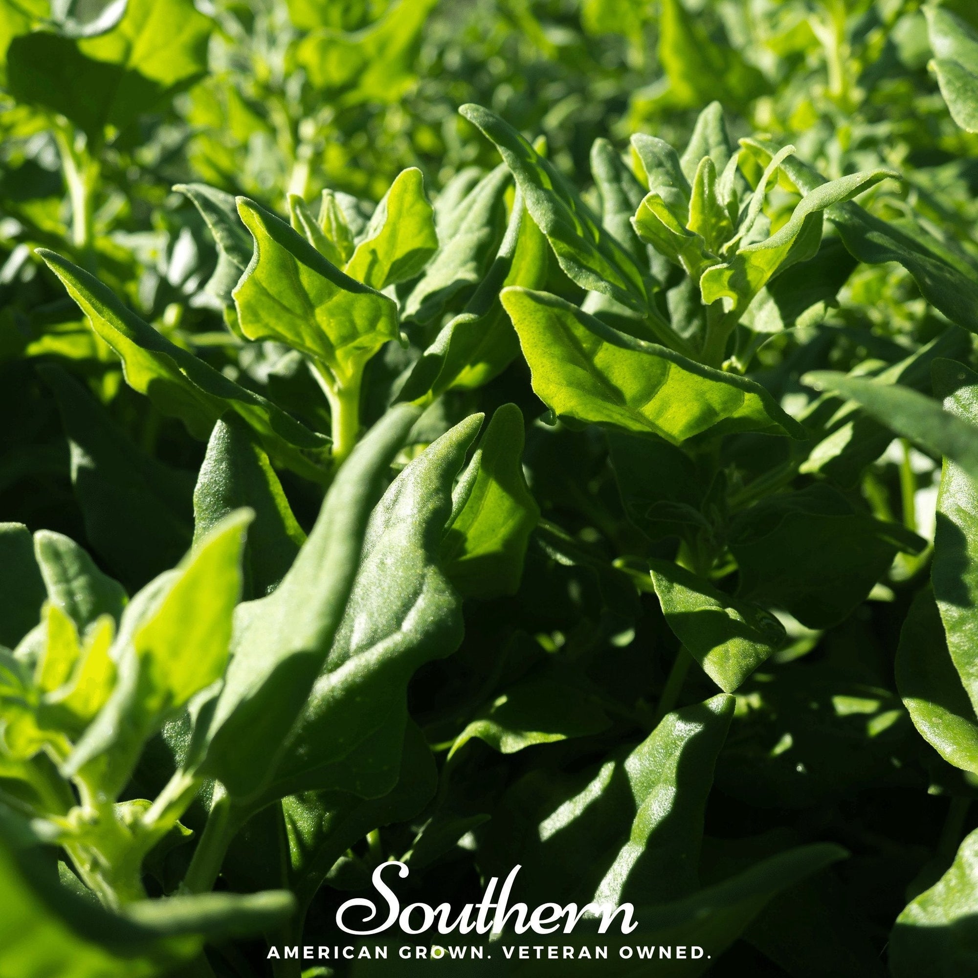 New Zealand Spinach – 30 Seeds
