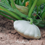 Bennings Green Tint Scallop Summer Squash – 25 Seeds
