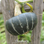 Buttercup Burgess Winter Squash – 20 Seeds