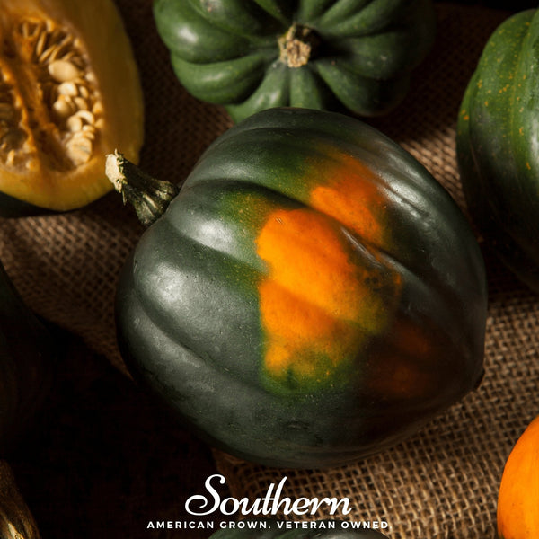 Table Queen Acorn Winter Squash – 25 Seeds