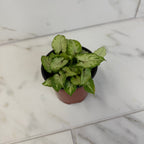 Syngonium Yami Red Wine, 4" Plant
