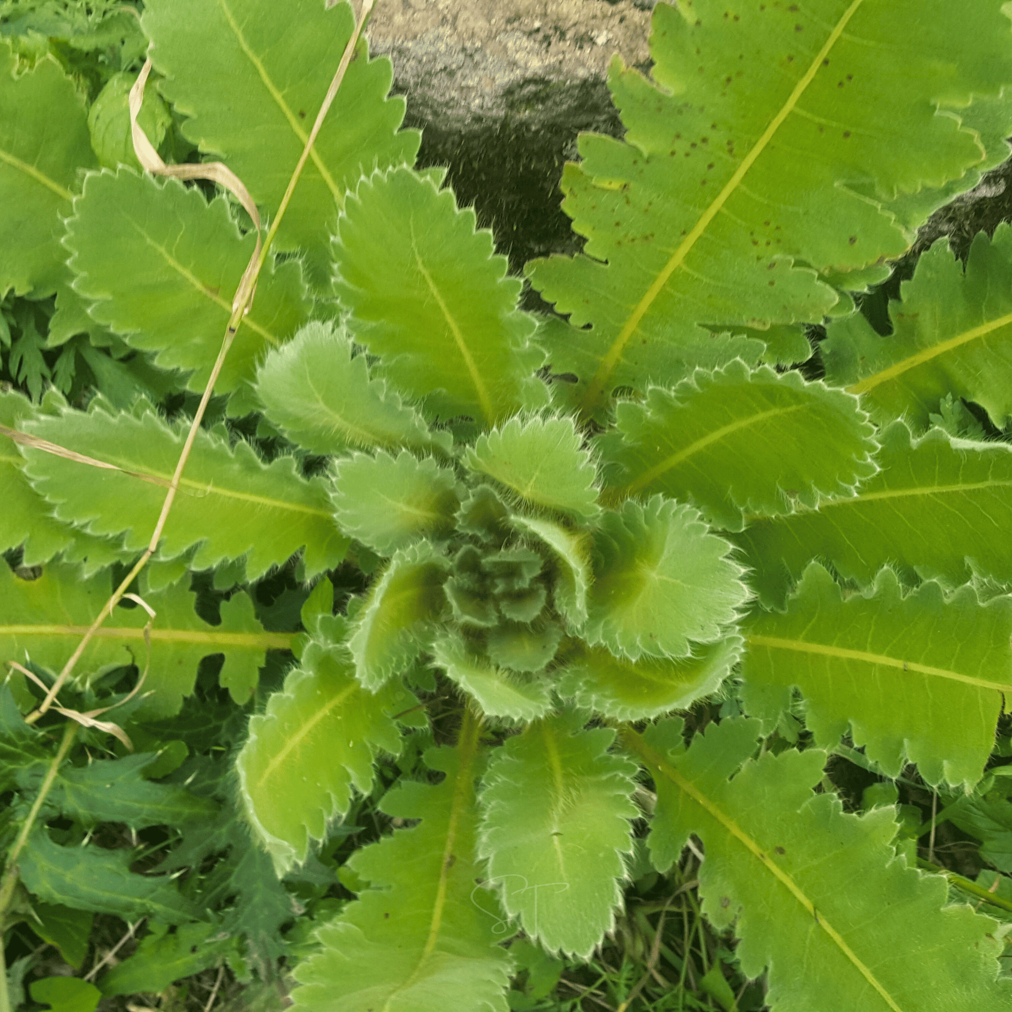 Wild Lettuce – 20 Seeds
