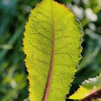 Wild Lettuce – 20 Seeds